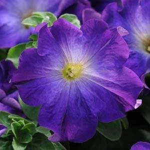 Петуния крупноцветковая (Petunia grandiflora)