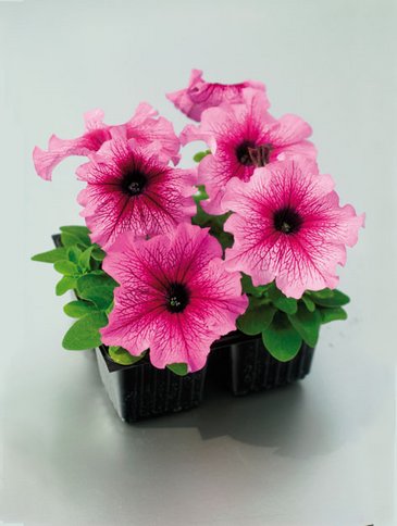 Петуния крупноцветковая (Petunia grandiflora)