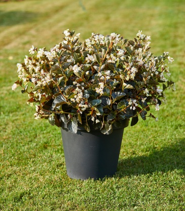 Бегония гибридная (бронзовая листва) (Begonia interspecific)