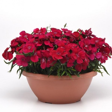Гвоздика китайская (Dianthus chinensis)