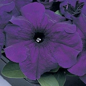 Петуния крупноцветковая (Petunia grandiflora)