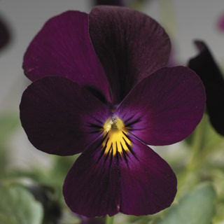 Виола рогатая (Viola cornuta)
