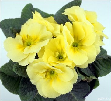Примула бесстебельная (Primula acaulis)