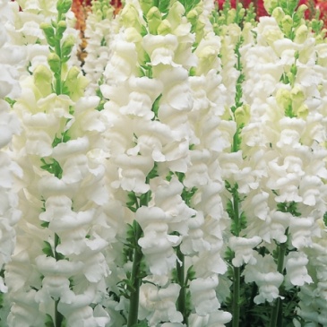 Львиный зев (Антирринум) большой (Antirrhinum majus)