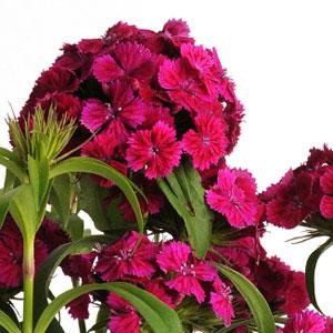 Гвоздика турецкая (Dianthus barbatus)