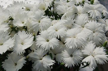 Гвоздика китайская (Dianthus chinensis)
