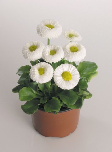 Маргаритка многолетняя (Bellis perennis)