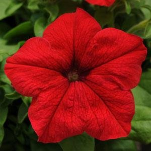 Петуния крупноцветковая (генетически компактная) (Petunia grandiflora)