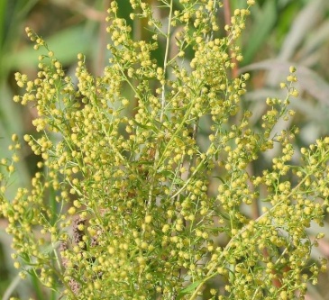 Полынь однолетняя (Artemisia annua)