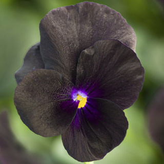 Виола рогатая (Viola cornuta)