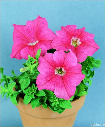 Петуния крупноцветковая (Petunia grandiflora)
