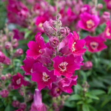 Львиный зев (Антирринум) большой (Antirrhinum majus)