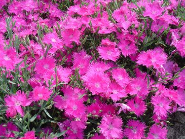 Гвоздика гибридная (Dianthus interspecific)