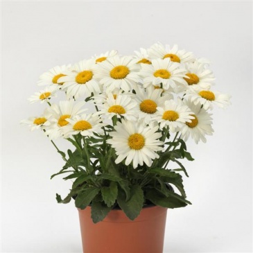Нивяник превосходный (Leucanthemum x superbum)