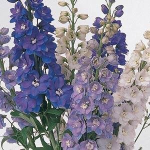 Дельфиниум высокий (Delphinium elatum)
