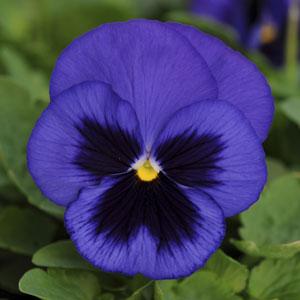 Виола виттрока (Viola wittrockiana)