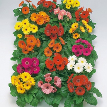 Гербера Джемсона (Gerbera jamesonii)