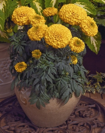Бархатцы прямостоячие (Tagetes erecta)