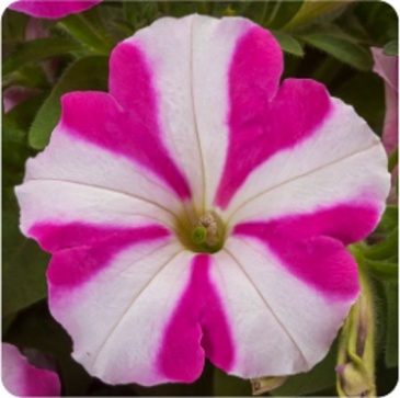 Петуния ампельная гибридная (Petunia x hybrida)