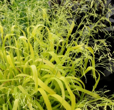 Бор развесистый (Milium effusum aureum)