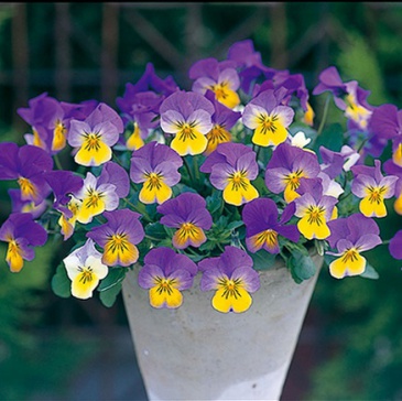 Виола рогатая ампельная (Viola cornuta)