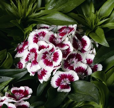 Гвоздика турецкая (Dianthus barbatus)