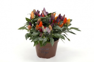 Перец летний (Capsicum annuum)