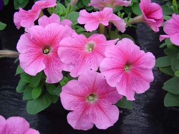 Петуния многоцветковая (Petunia multiflora)