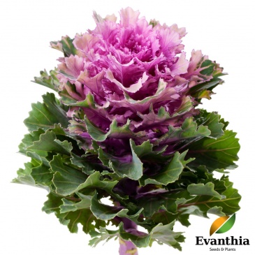 Декоративная капуста (Brassica oleracea)