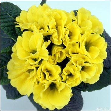 Примула бесстебельная (Primula acaulis)