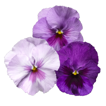 Виола Виттрока (Viola wittrockiana)