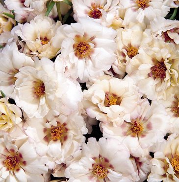 Портулак крупноцветковый (Portulaca grandiflora)