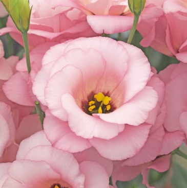 Лизиантус (Эустома) крупноцветковый (Lisianthus grandiflorum)