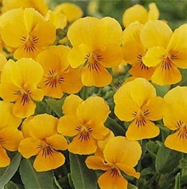 Виола рогатая (Viola cornuta)