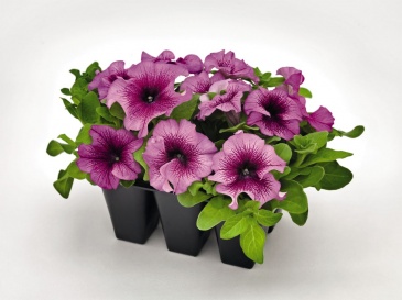 Петуния крупноцветковая (Petunia grandiflora)