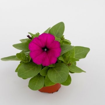 Петуния многоцветковая (генетически компактная) (Petunia multiflora)