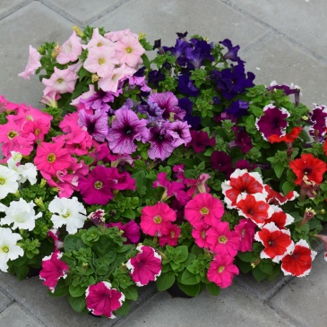 Петуния крупноцветковая (генетически компактная) (Petunia grandiflora)