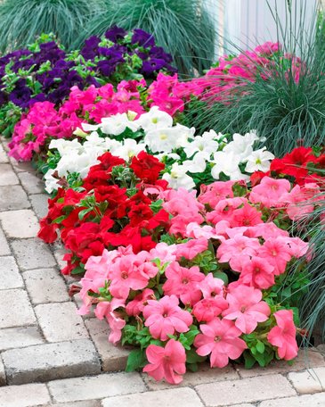 Петуния крупноцветковая (генетически компактная) (Petunia grandiflora)