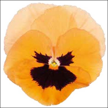 Виола Виттрока (Viola wittrockiana)