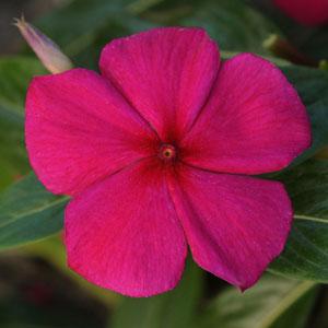Катарантус розовый (Vinca rosea)