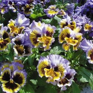 Виола виттрока махровая (Viola wittrockiana)