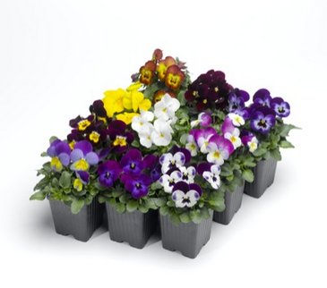 Виола рогатая (Viola cornuta)