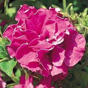 Петуния многоцветковая махровая (Petunia multiflora)