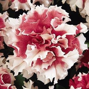 Петуния крупноцветковая махровая (Petunia hybrida)