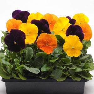 Виола виттрока (Viola wittrockiana)