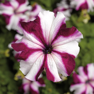Петуния крупноцветковая (Petunia grandiflora)