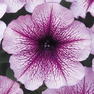 Петуния многоцветковая (Petunia multiflora)