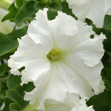 Петуния крупноцветковая (Petunia grandiflora)