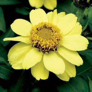 Цинния мариландская (Zinnia marylandica)