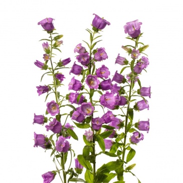 Колокольчик средний (Campanula medium)